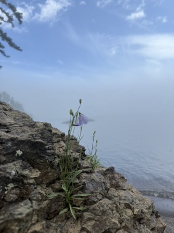 a bellflower growing from rock by the misty lake