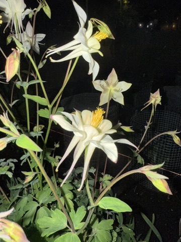 white columbine at night