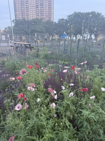 poppies in the community garden at dusk