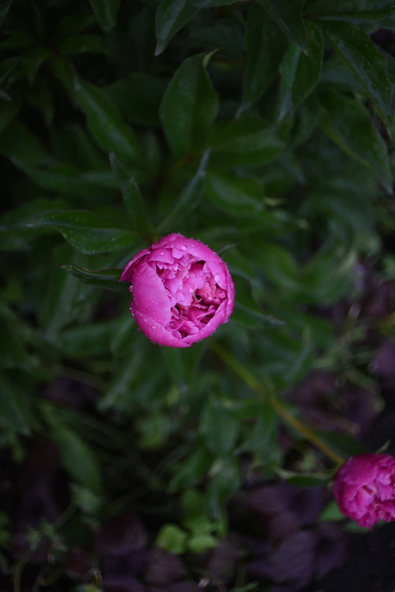 pink peony bud