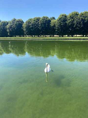 a swan on a green reflecting pool
