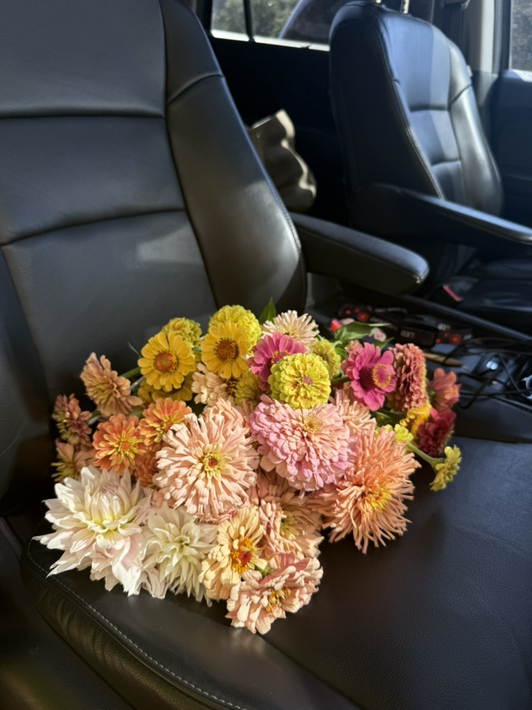 colorful zinnias on a car seat